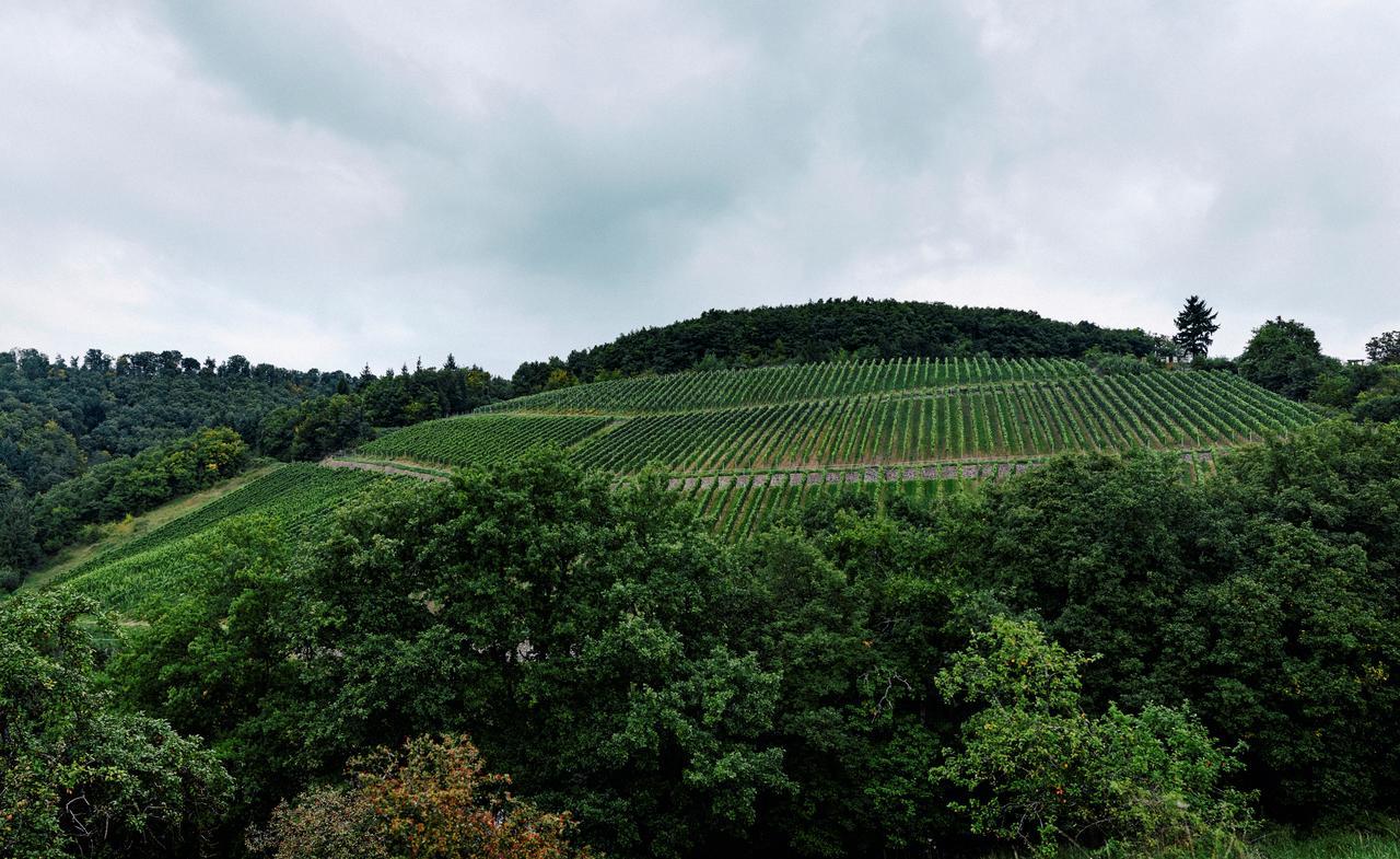 Weingut Hees - Landgasthof Zum Jaeger Aus Kurpfalz Auen ภายนอก รูปภาพ